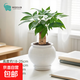 發(fā)財樹(shù)盆栽綠植室內客廳桌面凈化空氣迷你擺件懶人好養花卉植物 單桿發(fā)財樹(shù)+雙圈樹(shù)脂吸水盆