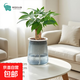 發(fā)財樹(shù)盆栽綠植室內客廳桌面凈化空氣迷你擺件懶人好養花卉植物 單桿發(fā)財樹(shù)+灰色繁星樹(shù)脂吸水盆