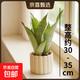 土培虎皮蘭好養易活吸除甲醛凈化空氣客廳辦公室室內懶人桌面綠植 白玉虎皮蘭-陶瓷盆-30-35cm 無(wú)規格