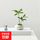 竹柏盆栽創(chuàng  )意迷你拇指綠植物室內客廳桌面辦公桌花卉四季常青盆景 竹柏-白裂紋鵪鶉蛋盆 帶盆種好