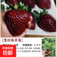 四季奶油草莓苗盆栽南方北方陽(yáng)臺水果庭院種植果樹(shù)苗草莓苗秧盆栽 黑珍珠草莓苗+營(yíng)養液+肥 加侖盆1盆【送“營(yíng)養土”】