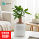 發(fā)財樹(shù)盆栽綠植室內客廳桌面凈化空氣迷你擺件懶人好養花卉植物 單桿發(fā)財樹(shù)+小菠蘿樹(shù)脂吸水盆