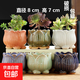 多肉花盆動(dòng)物可愛(ài)花卉植物陶瓷卡通地面桌面控型小老樁盆小號創(chuàng  )意 六色寶蓮燈花盆組合 無(wú)規格