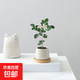 迷你盆栽綠植室內桌面辦公室好養花卉小盆景四季常青植物凈化空氣 七里香-白小雪梨盆-竹底托 帶盆栽好