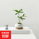 竹柏盆栽創(chuàng  )意迷你拇指綠植物室內客廳桌面辦公桌花卉四季常青盆景 竹柏-白裂紋鵪鶉蛋盆-竹底托 帶盆種好