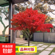 紅楓樹(shù)苗庭院綠化苗木日本紅楓紅舞姬中國紅楓苗耐旱樹(shù)南北方種植 日本紅楓紅舞姬 2公分粗（土球發(fā)貨）