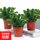 碧玉盆栽室內綠植盆景豆瓣綠去甲醛客廳桌面綠植四季常青凈化空氣 三盆豆瓣綠(_原盆原土) 含盆