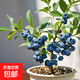 藍莓樹(shù)苗盆栽?shī)W尼爾藍莓果苗陽(yáng)臺盆栽庭院地栽水果樹(shù)苗南北方種植 F6藍莓 3年苗（好成活）