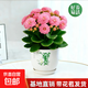 【帶花苞發(fā)】稀有新品重瓣長(cháng)壽盆栽植物花卉室內陽(yáng)臺四季循環(huán)開(kāi)花 粉色【帶花苞帶盆】粉色長(cháng)壽花