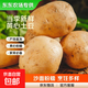 【東東農場(chǎng)專(zhuān)供】25年山東新鮮土豆黃心黃皮馬鈴薯黃心土豆蔬菜 黃皮黃心土豆 2斤 凈重 中大果