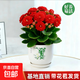 【帶花苞發(fā)】稀有新品重瓣長(cháng)壽盆栽植物花卉室內陽(yáng)臺四季循環(huán)開(kāi)花 【帶花苞帶盆】紅色