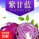 新鮮紫甘藍生吃涼拌沙拉清脆爽口紫包菜農家自種現采現發(fā)新鮮蔬菜 山東現采紫甘藍凈重2.5-3斤【單顆≥600g】