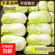 云南高原黃心娃娃菜大白菜新鮮蔬菜包心菜黃心白菜脆甜 新鮮娃娃菜5斤