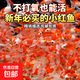 【紅紅火火一整年】紅白草金魚(yú)觀(guān)賞魚(yú)活魚(yú)紅草金魚(yú)淡水魚(yú)好養耐活 【4-6cm】買(mǎi)10條送10條
