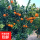 正宗贛南臍橙甜蜜多汁現采直發(fā)應季水果橙子手剝新鮮甜橙天然維c 凈重9斤(85-95mm帶箱10斤大果)