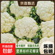 白花菜花椰菜新鮮蔬菜實(shí)心松花菜產(chǎn)地整箱批發(fā) 白花菜1個(gè)裝 單果1.8-2.5斤 2.2斤