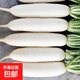 東東買(mǎi)菜新鮮白蘿卜嫩根現挖現發(fā)甜脆農家蔬菜蘿卜水果蘿卜蔬菜 帶箱3斤