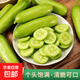 低卡早餐奶油黃瓜減脂夏季零食白玉水果黃瓜脆甜可口生鮮蔬菜 嘗鮮款 4根左右 泡沫箱發(fā)貨 1斤
