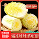 【冬儲菜】新鮮黃心娃娃菜霜打更甜大白菜火鍋必備早餐清炒 新鮮娃娃菜3斤