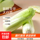 【冬儲菜】新鮮龍牙白菜大白菜無(wú)筋無(wú)絲開(kāi)鍋爛火鍋必備 5斤含箱