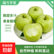 山東瑞雪青蘋(píng)果丑蘋(píng)果水果生鮮冰糖心整箱果園直發(fā)嘎啦青森蘋(píng)果 蘋(píng)果帶箱5斤(果徑60mm+)