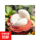 山竹樹(shù)苗泰國進(jìn)口無(wú)籽山竹果樹(shù)苗盆栽地栽四季南北方種植當年結果 無(wú)核山竹6年苗當年結果