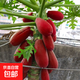 四季矮化紅皮木瓜苗紅肉木瓜水果樹(shù)苗紅心木瓜耐寒盆栽四季木瓜苗 2棵木瓜苗(高15-20厘米)