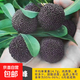 正宗嫁接東魁楊梅樹(shù)樹(shù)苗特大楊梅苗南北方種植地栽果樹(shù)苗當年結果 黑高峰楊梅 5年苗精選壯苗結果多多
