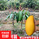 正宗嫁接凱特香甜多汁芒果樹(shù)苗貴妃芒果苗帶土高產(chǎn)大果金煌芒果苗 正宗嫁接金煌大芒苗60-70CM高