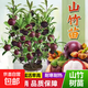 山竹樹(shù)苗泰國進(jìn)口無(wú)籽山竹果樹(shù)苗盆栽地栽四季南北方種植當年結果 3年苗