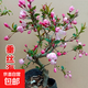 垂絲海棠盆栽植物室內外好養植物老樁海棠花盆景樹(shù)苗冬季耐寒花卉 垂絲海棠 8年苗