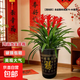 【年宵花】鴻運當頭大型盆栽綠植好養鳳梨客廳裝飾春節送禮過(guò)年貨 【落地款】特級鴻運當頭5顆+咖啡色百福樹(shù)脂盆 下單送肥料