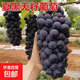特大夏黑無(wú)核葡萄樹(shù)苗南北方種植盆栽地栽無(wú)籽葡萄當年結果葡萄苗 3年苗買(mǎi)一送一