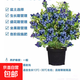 特大藍莓樹(shù)果苗盆栽地栽發(fā)貨南北方種植奧尼爾藍莓苗當年結果 黑珍珠 10年苗【結果滿(mǎn)枝】80公分-1米高