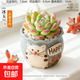 多肉小盆栽仙人球綠植帶盆辦公室桌面室內植物名貴仙人掌幼兒園禮 冰玉+虎頭盆（送鋪面石+肥料+土）