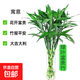 富貴竹水培綠植客廳招財花卉綠植室內辦公室瓶插年宵花春節裝飾 5支富貴竹65cm（分開(kāi)下單滿(mǎn)2單贈送營(yíng)養液）