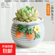 多肉小盆栽仙人球綠植帶盆辦公室桌面室內植物名貴仙人掌幼兒園禮 莎莎女王+D114盆（送鋪面石+肥料+土）