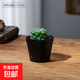 玉露多肉植物室內盆栽精品好養活辦公室桌面小綠植新中式禪意花卉 1顆  玉露盆栽-基地原盆 含盆