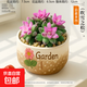 多肉小盆栽仙人球綠植帶盆辦公室桌面室內植物名貴仙人掌幼兒園禮 吹雪之松+D124盆（送鋪面石+肥料+土）
