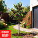 櫻桃樹(shù)苗車(chē)厘子樹(shù)苗南方北方種植正宗櫻桃樹(shù)盆栽地栽果樹(shù)苗 櫻桃樹(shù)苗3年苗【優(yōu)質(zhì)壯苗】