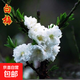 紅梅樹(shù)苗綠梅臘梅榆葉梅老樁耐寒植物盆景梅花樹(shù)陽(yáng)臺盆栽庭院花卉 白梅_5年苗