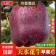 【高山原產(chǎn)地】甘肅天水花牛蘋(píng)果紅蛇粉面蘋(píng)果平果水果禮盒中秋 普箱天水花牛蘋(píng)果帶箱9斤70mm-75mm