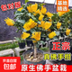 佛手樹(shù)盆栽帶果金華佛手柑盆景可食用果樹(shù)苗陽(yáng)臺庭院四季花卉綠植 4年原生佛手盆栽帶1-2個(gè)果 不含盆