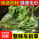 車(chē)前草新鮮中藥材原料車(chē)輪菜牛舌草新曬干貨養生茶泡水 500g*1包 【泌尿系幫手】車(chē)前草