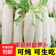 新鮮白蘿卜現挖甜脆沙地水果蘿卜胡蘿卜農家蔬菜營(yíng)養健康營(yíng)養 新鮮白蘿卜 7.7-8帶箱