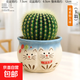 多肉小盆栽仙人球綠植帶盆辦公室桌面室內植物名貴仙人掌幼兒園禮 玉翁+D129盆（送鋪面石+肥料+土）