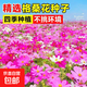 格?；ɑǚN籽子波斯菊花太陽(yáng)花種孑野花組合草坪四季播種開(kāi)花種子 混色高桿波斯菊 試種裝【10克】