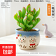 多肉小盆栽仙人球綠植帶盆辦公室桌面室內植物名貴仙人掌幼兒園禮 吸財樹(shù)+D129盆（送鋪面石+肥料+土）