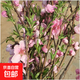 年宵花水培支桿遇水開(kāi)花水培桃花枝真桃花新鮮桃枝干支花卉 20枝40-60cm高15年野桃木枝/送肥料