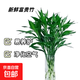 富貴竹水培綠植客廳招財花卉綠植室內辦公室瓶插年宵花春節裝飾 10支富貴竹65cm